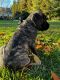 English Mastiff Puppies for sale in 2692 CA-45, Glenn, CA 95943, USA. price: $1,000