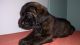 English Mastiff Puppies for sale in Perris, CA, USA. price: NA