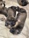 English Mastiff Puppies for sale in Montclair, CA, USA. price: NA