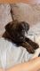 English Mastiff Puppies for sale in Drummond, NB E3Y, Canada. price: NA
