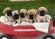 English Mastiff Puppies for sale in Artois, CA 95913, USA. price: NA