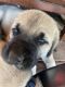 English Mastiff Puppies for sale in Murphys, CA, USA. price: NA