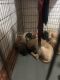 English Mastiff Puppies for sale in 5122 Snyder Ave, Brooklyn, NY 11203, USA. price: $1,500