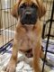 English Mastiff Puppies for sale in Winchester, CA 92596, USA. price: NA