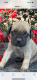 English Mastiff Puppies for sale in Mesa, AZ, USA. price: $2,000