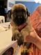 English Mastiff Puppies for sale in Centereach, NY, USA. price: $2,500