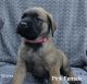 English Mastiff Puppies for sale in Toledo, OH, USA. price: NA