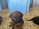 English Mastiff Puppies for sale in Stanfield, OR 97875, USA. price: NA