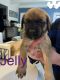 English Mastiff Puppies for sale in Centereach, NY, USA. price: NA