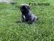English Mastiff Puppies for sale in Neoga, IL 62447, USA. price: NA
