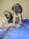 English Mastiff Puppies for sale in Simi Valley, CA 93065, USA. price: NA