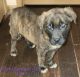English Mastiff Puppies for sale in Crescent, OK 73028, USA. price: NA