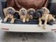 English Mastiff Puppies for sale in Central Islip, NY, USA. price: NA