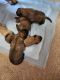 English Mastiff Puppies for sale in Wyocena, WI, USA. price: NA