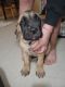 English Mastiff Puppies for sale in Simi Valley, CA 93065, USA. price: NA