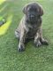 English Mastiff Puppies for sale in Peyton, CO 80831, USA. price: $1,500