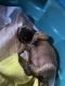 English Mastiff Puppies for sale in 200 Mountain Lake Rd, Bostic, NC 28018, USA. price: $200