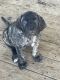English Mastiff Puppies for sale in Cambria, CA, USA. price: $800