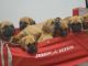 English Mastiff Puppies for sale in 8750 Chandlersville Rd, Chandlersville, OH 43727, USA. price: $800