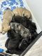 English Mastiff Puppies for sale in Port Charlotte, FL, USA. price: $1,200
