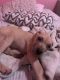 English Mastiff Puppies for sale in Jacksonville, FL, USA. price: $250