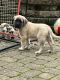 English Mastiff Puppies for sale in Warsaw, OH 43844, USA. price: $1,200