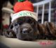 English Mastiff Puppies for sale in Kitts Hill, OH 45645, USA. price: $2,000