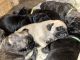 English Mastiff Puppies for sale in Asheville, NC, USA. price: $2,000