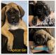 English Mastiff Puppies for sale in Thornville, OH 43076, USA. price: NA