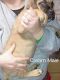English Mastiff Puppies for sale in Neillsville, WI 54456, USA. price: $450