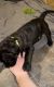 English Mastiff Puppies for sale in Asheville, NC, USA. price: $1,600