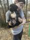 English Mastiff Puppies for sale in Asheville, NC, USA. price: $1,600