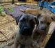 English Mastiff Puppies for sale in New York City, New York. price: $500