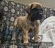 English Mastiff Puppies for sale in South Point, Ohio. price: $2,000