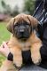English Mastiff Puppies for sale in Baytown, Texas. price: $900