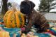 English Mastiff Puppies for sale in Ben Lomond, Arkansas. price: $600