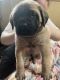 English Mastiff Puppies for sale in Indianapolis, IN, USA. price: $1,500