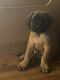English Mastiff Puppies for sale in Philadelphia, Pennsylvania. price: $1,000
