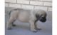 English Mastiff Puppies for sale in Chandler, AZ, USA. price: NA