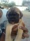 English Mastiff Puppies for sale in Boise, ID, USA. price: NA