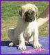 English Mastiff Puppies for sale in Henderson, NV, USA. price: NA