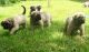 English Mastiff Puppies for sale in Reno, NV, USA. price: NA