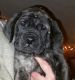 English Mastiff Puppies for sale in Priest River, ID 83856, USA. price: $1,200