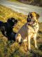 English Mastiff Puppies for sale in Milwaukee, WI 53207, USA. price: NA