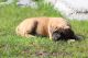 English Mastiff Puppies for sale in Plummer, ID 83851, USA. price: $1,200