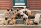 English Mastiff Puppies for sale in Las Vegas, NV, USA. price: NA