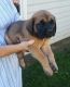 English Mastiff Puppies for sale in Ontario St, Kingston, ON, Canada. price: NA