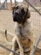 English Mastiff Puppies for sale in La Junta, CO 81050, USA. price: NA