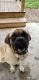 English Mastiff Puppies for sale in Wilson, WI 54027, USA. price: NA