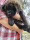 English Mastiff Puppies for sale in Withee, WI 54498, USA. price: NA